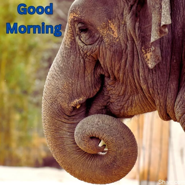 Fantastic Good Morning Elephant Images