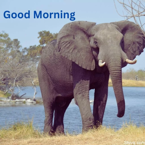 Fantastic Good Morning Elephant Pics