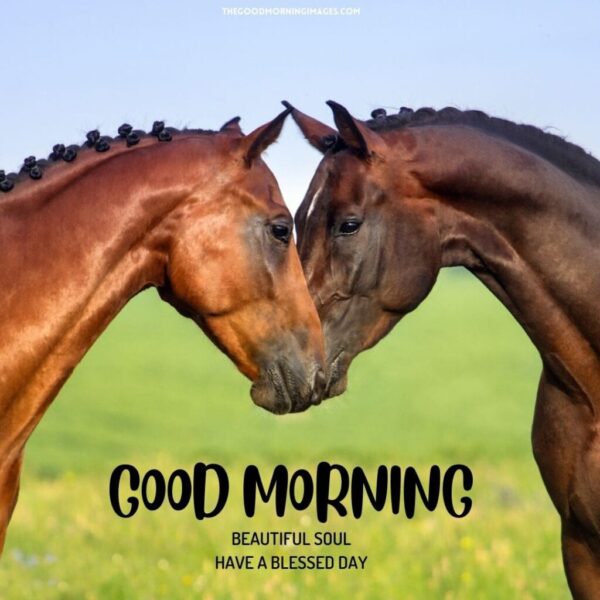 Fantastic Morning Horse Have A Blessed Day