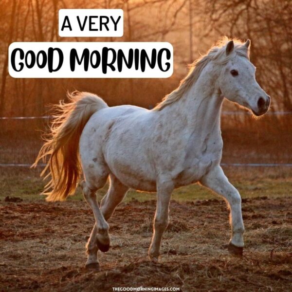 Fantastic Morning Horse Pic