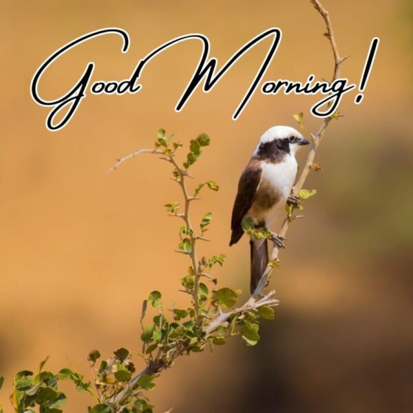 Good Morning Beautiful Bird Photo