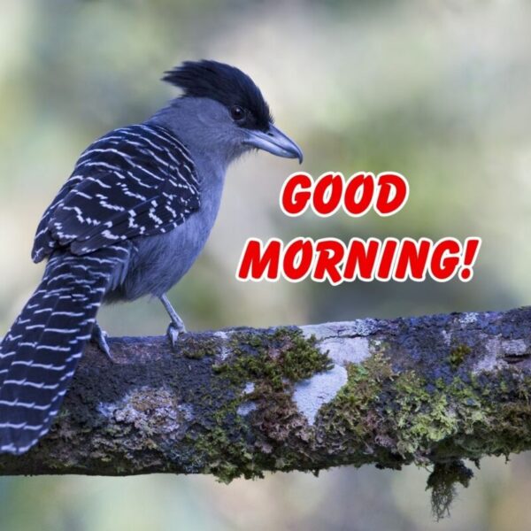 Good Morning Beautiful Bird Picture