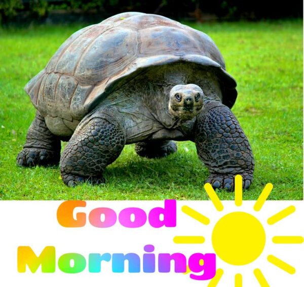 Good Morning Beautiful Turtle