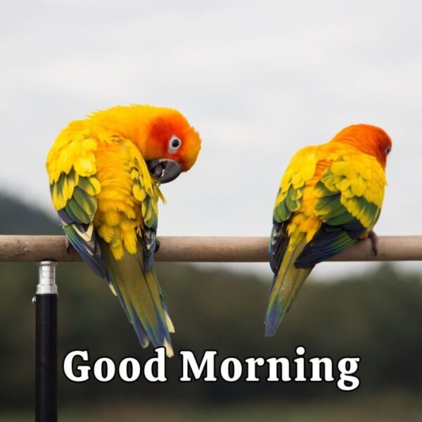 Good Morning Beautiful Love Bird