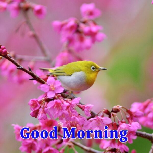 Good Morning Beautiful Pink Bird