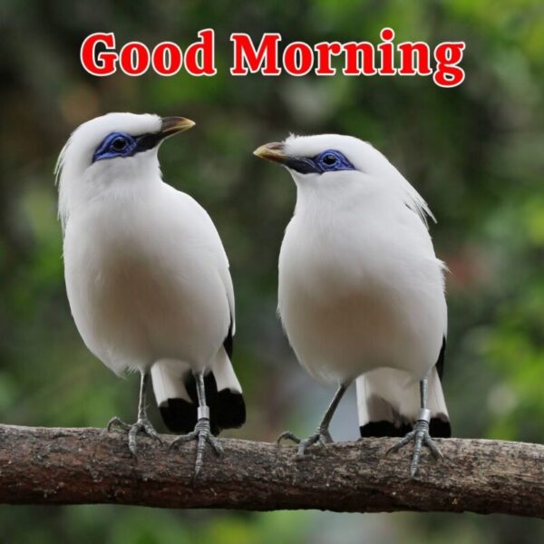 Good Morning Beautiful Two Birds