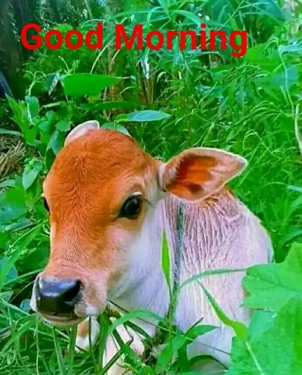Good Morning Cow Image