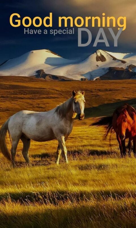 Good Morning Horse Have A Special Day