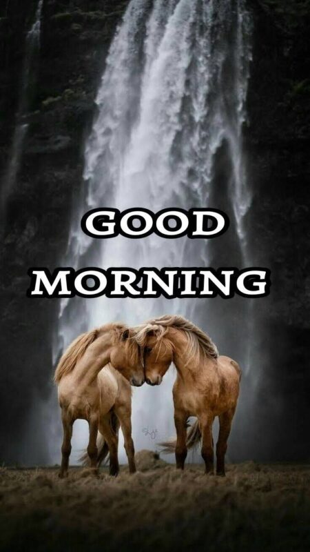 Good Morning Horse Picture
