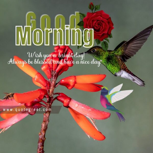 Good Morning Hummingbird Red Rose Flower Wish
