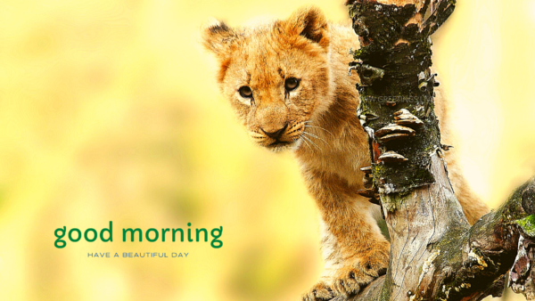 Good Morning Lion Animal Greetings
