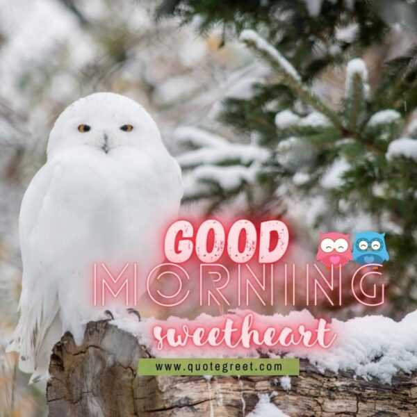 Good Morning Love Cute Owl Sitting On Tree Branch Nature Bird Snow Winter White Owl