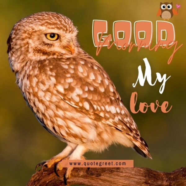Good Morning My Love Cute Owl Sitting On Tree Branch Nature Bird