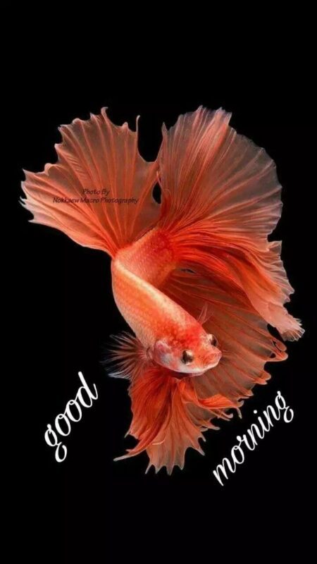 Good Morning Orange Fish