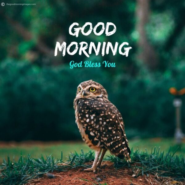 Good Morning Owl Bird Images