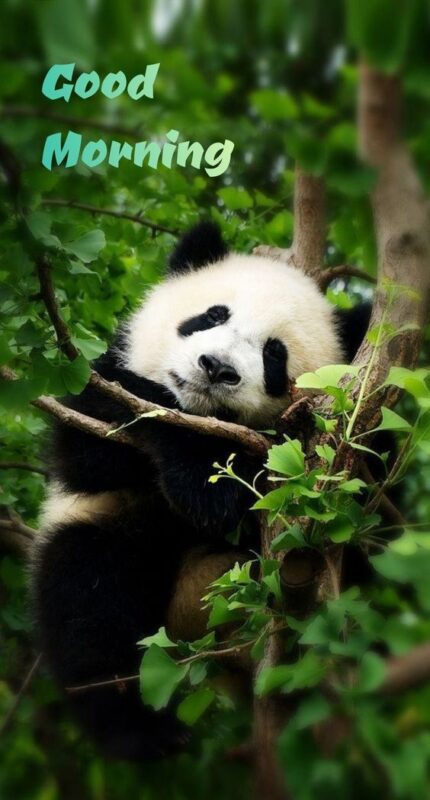 Good Morning Panda Picture