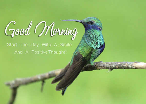 Good Morning Quotes Birds Images