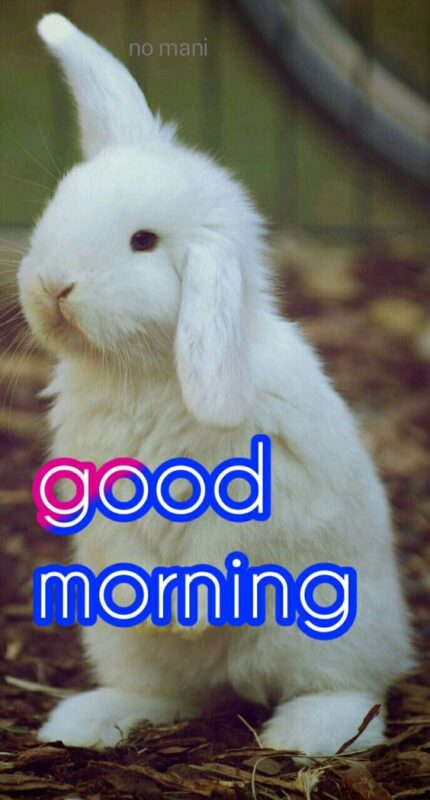 Good Morning Rabbit Picture