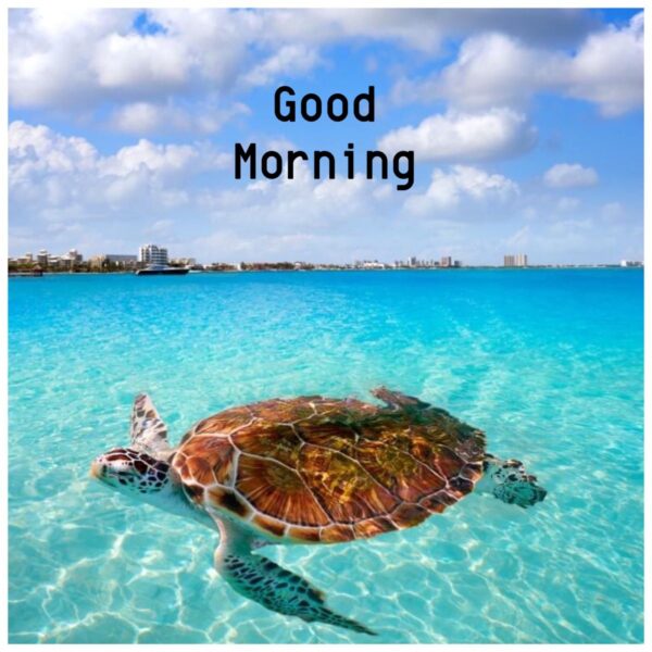 Good Morning Turtle