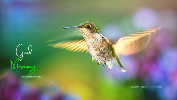 Good Morning Wishes Hummingbird Flying