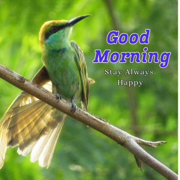 Good Morning With A Beautiful Bird