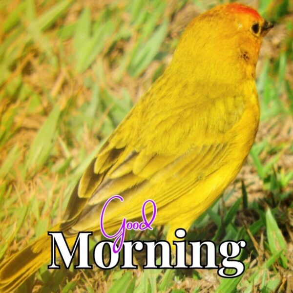 Good Morning With A Beautiful Bird Images