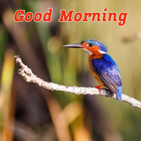 Good Morning With A Beautiful Bird Pic