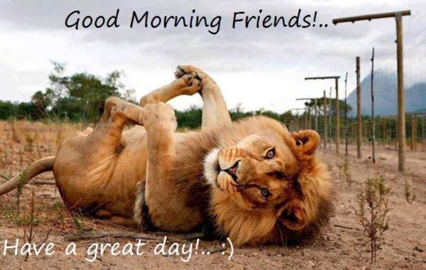 Good Morning Wonderful Lion Friends