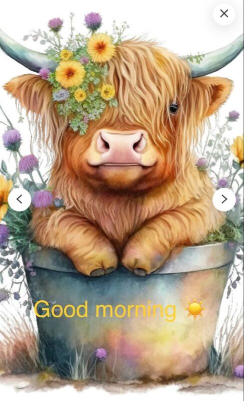 Good Morning Cute Cow Picture