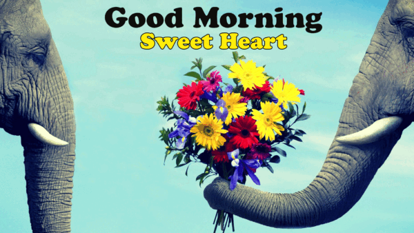 Good Morning Elephant Download