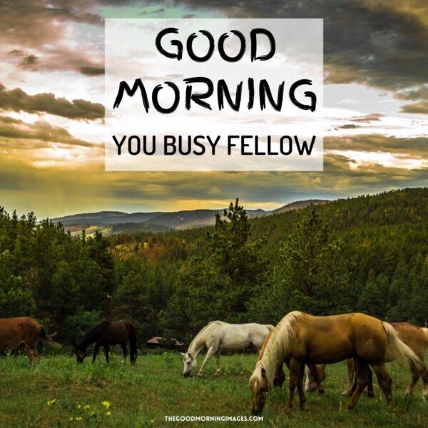 Good Morning You Busy Fellow Horse