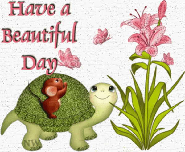 Have A Beautiful Day Cute Turtle