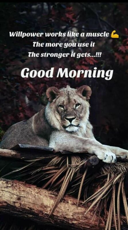 Lion Animal Good Morning Pic