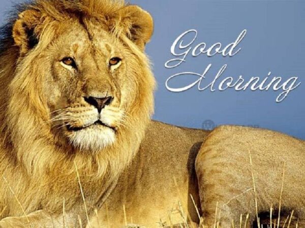 Lion Good Morning Image
