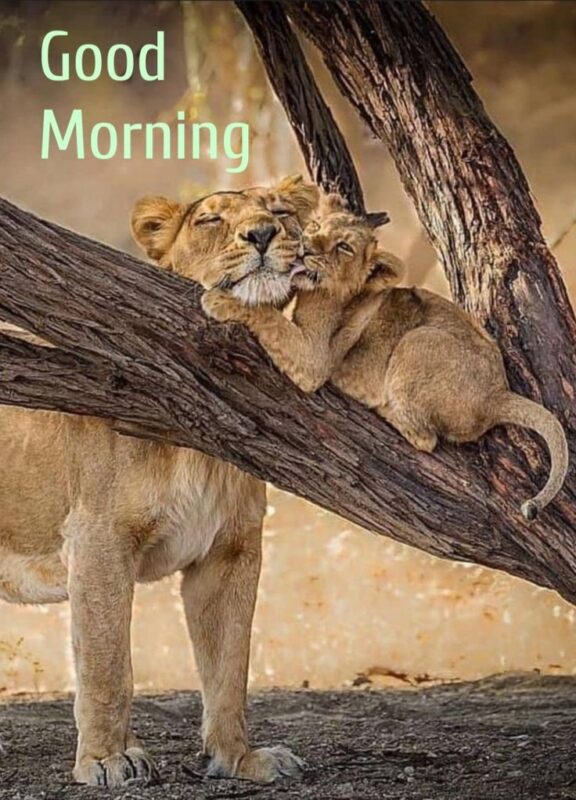 Lions Good Morning Quote