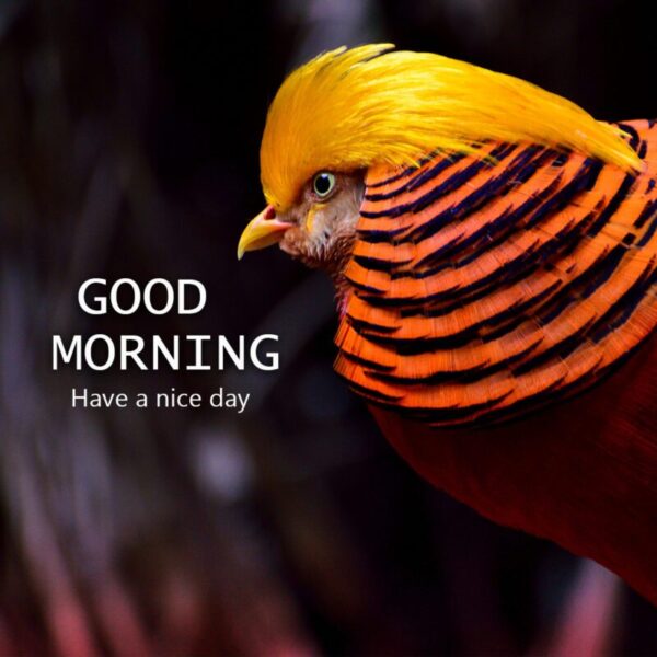 Morning Beautiful Bird Image