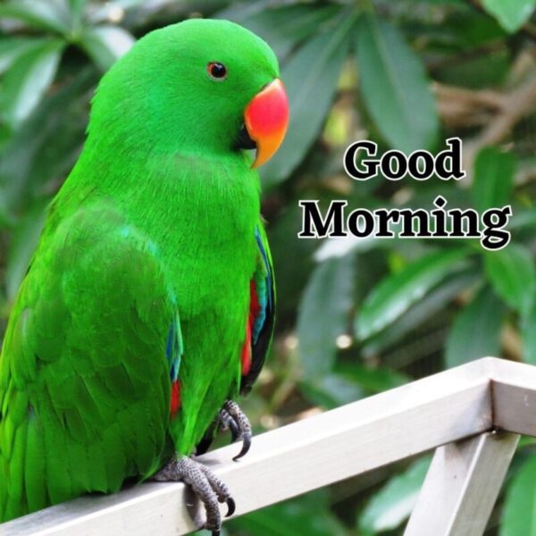 Morning Beautiful Bird Photos