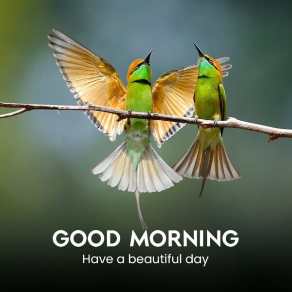 Morning Beautiful Bird Picture
