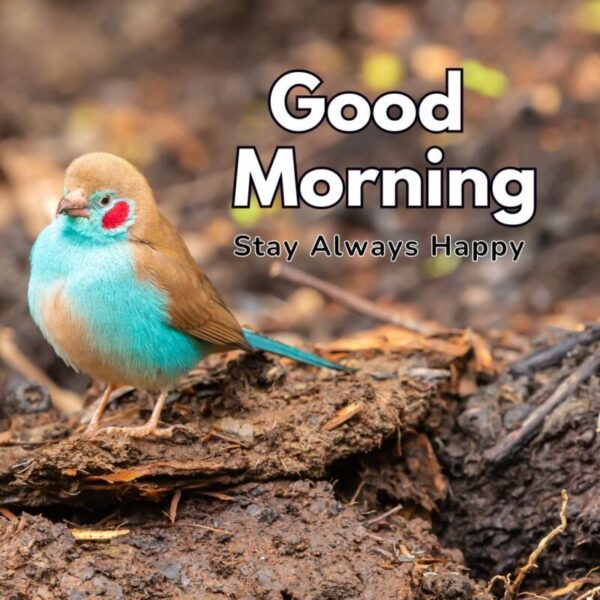 Morning Beautiful Birds Image