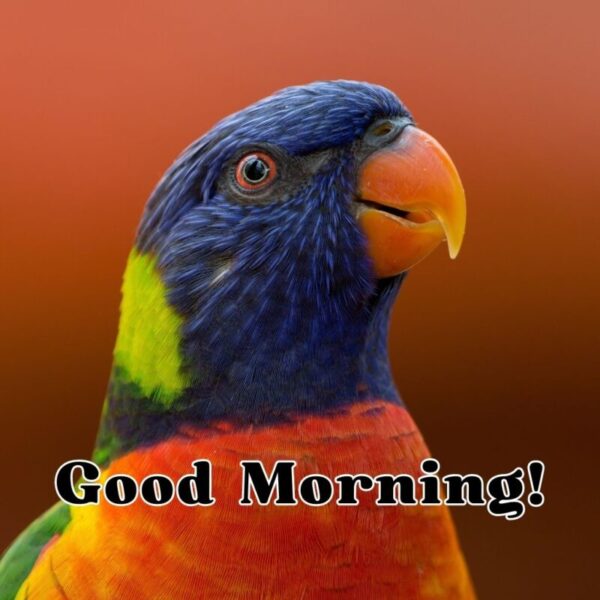 Morning Birds Images