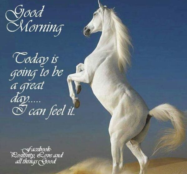 Morning Horse Image
