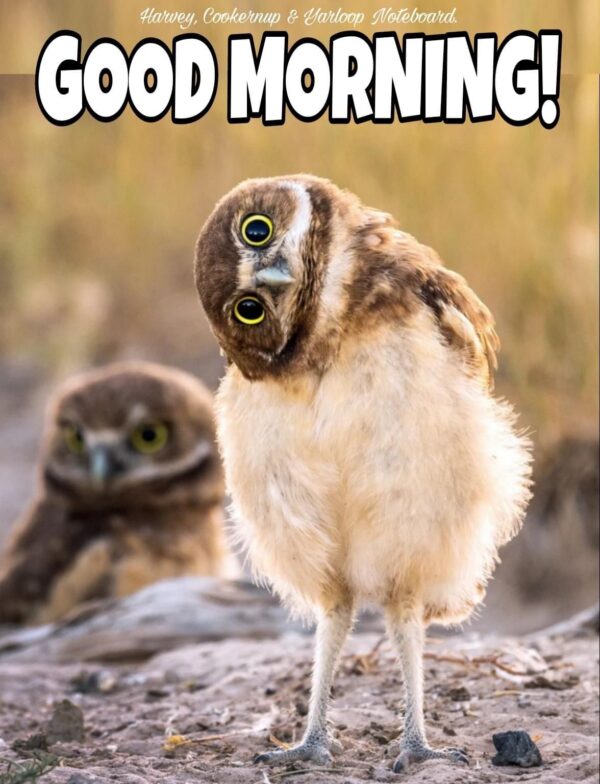 Morning Owl Funny