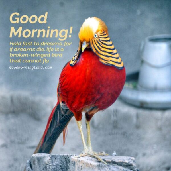 Send Your Lover Adorable Good Morning Birds Images