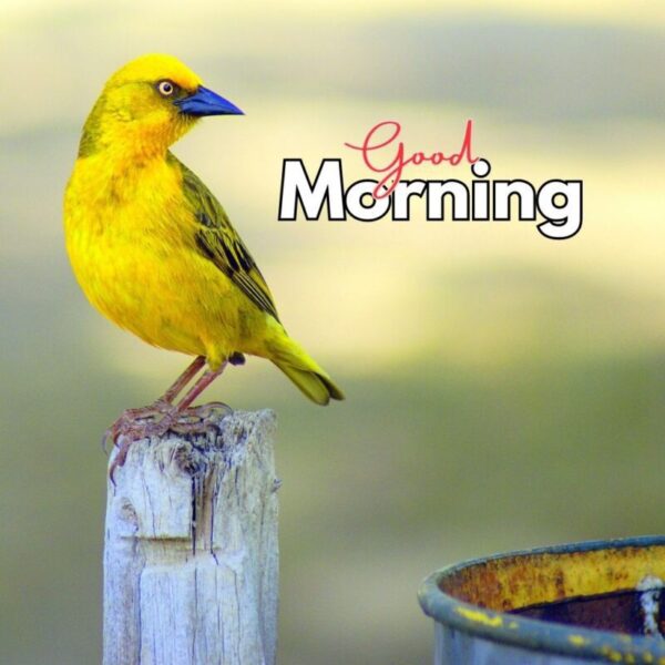 Sweet Good Morning Bird