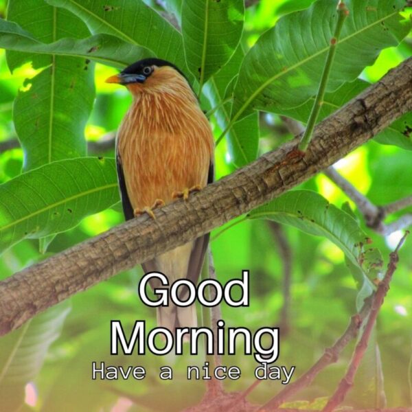 Sweet Good Morning Bird Photo