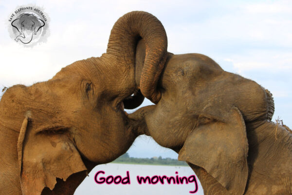 Wonderful Good Morning Elephant Photo