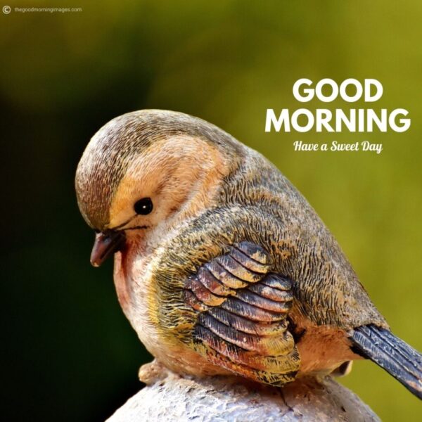 Wonderful Morning Beautiful Birds Image