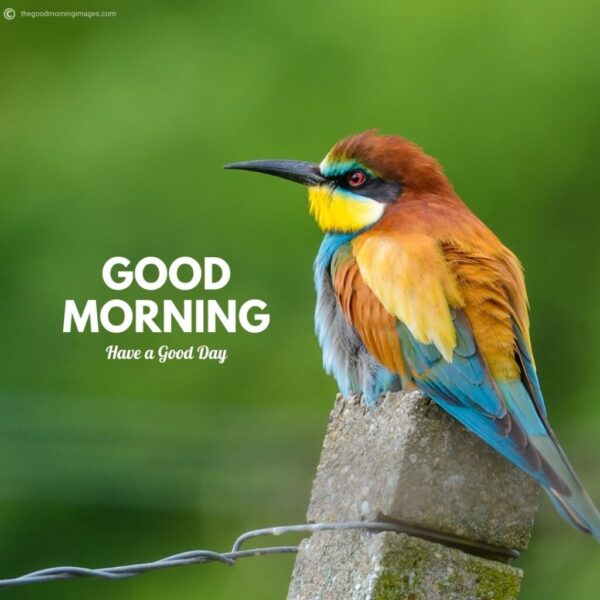Wonderful Morning Beautiful Birds Photo