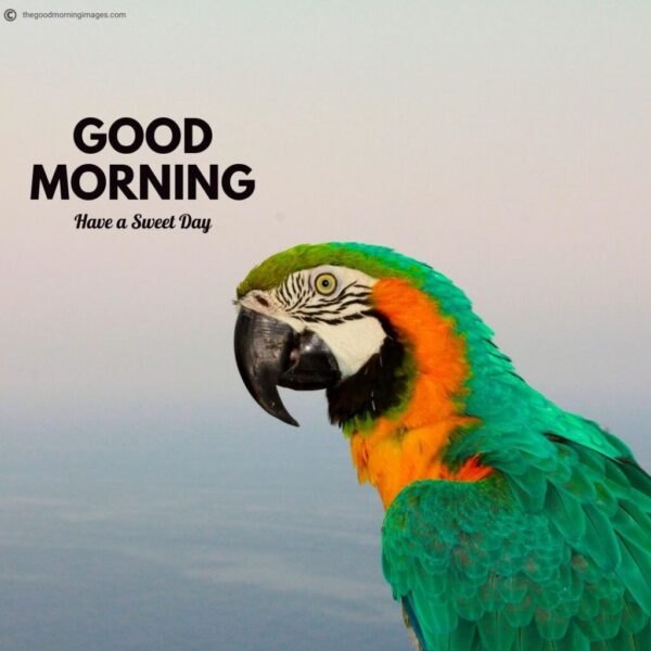Wonderful Morning Beautiful Birds Pic