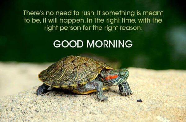 Wonderful Morning Beautiful Turtle Status Whatsapp